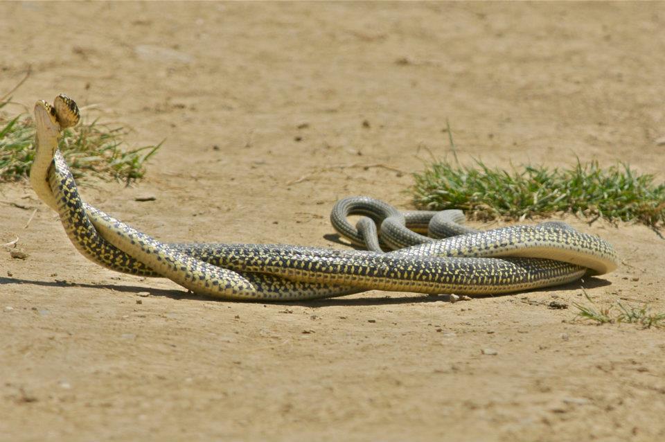 Accoppiamento di Biacchi...No, maschi impegnati in un duello rituale